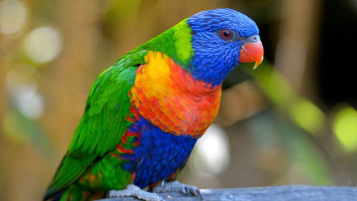 The Rainbow Lorikeet: A Vivid Wonder of the Avian World