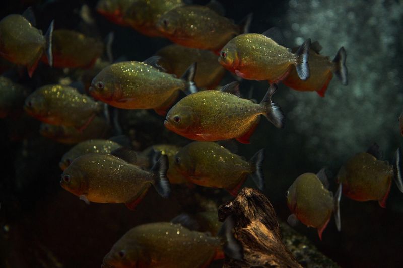 Piranhas’ Social Structure