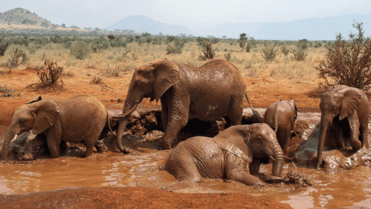 The Real Reason Elephants Take Mud Baths (It’s Not Just for Fun!)