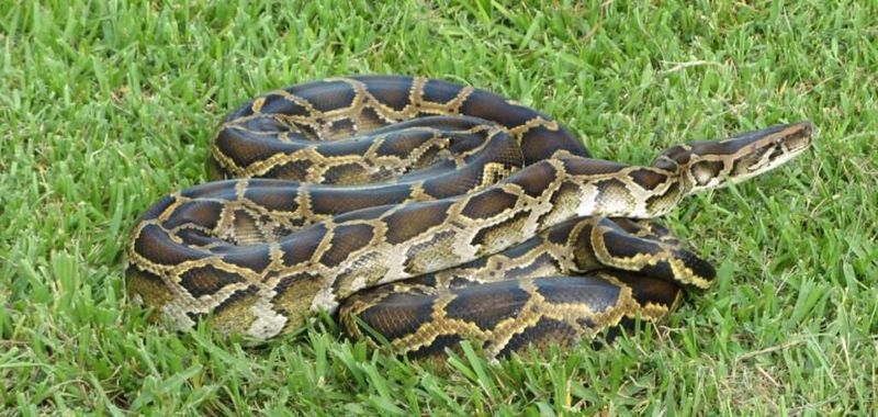 Impact on Native Wildlife