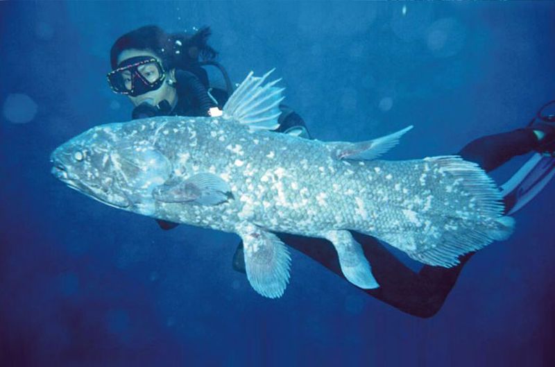 Conservation Efforts for a Living Fossil