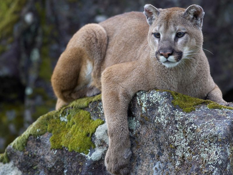 Panther vs. Mountain Lion: Spot the Difference