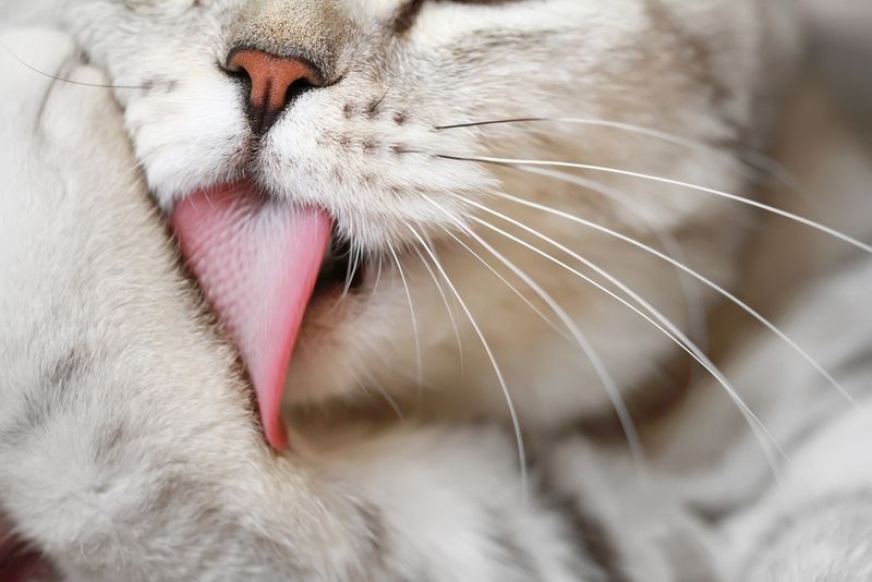 The Role of Saliva in Cleaning