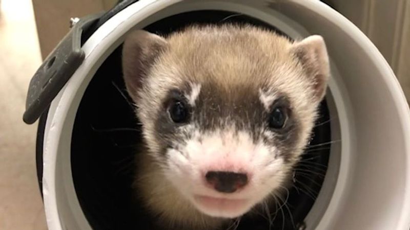 Conservation Efforts: A Team Endeavor