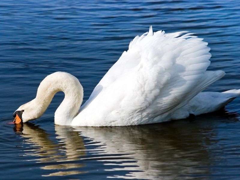 The Adaptable Feeding Techniques of Swans