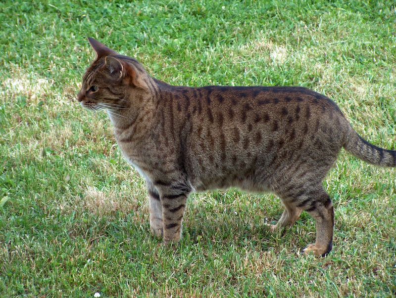 The Ocicat