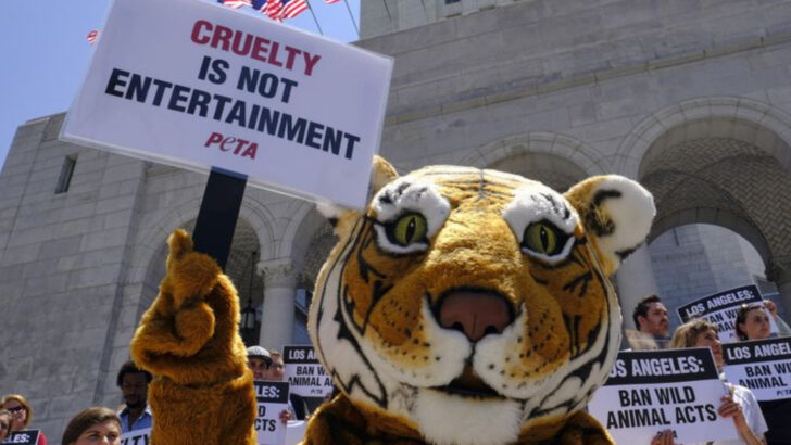 The Sad Truth Behind Wild Animals in Circuses — And Why Countries Are Banning Them