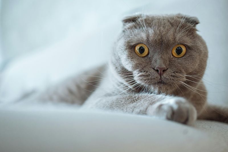 The Scottish Fold