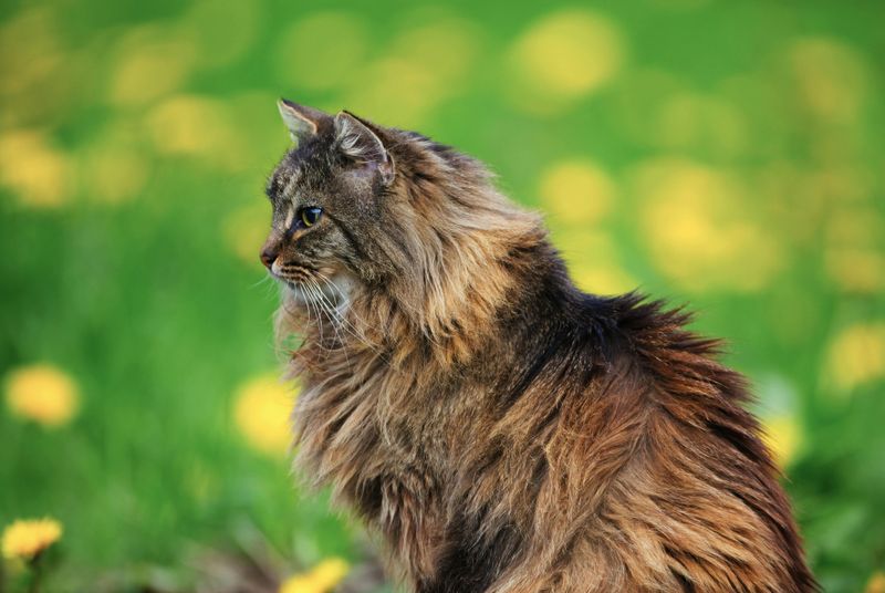 The Norwegian Forest Cat