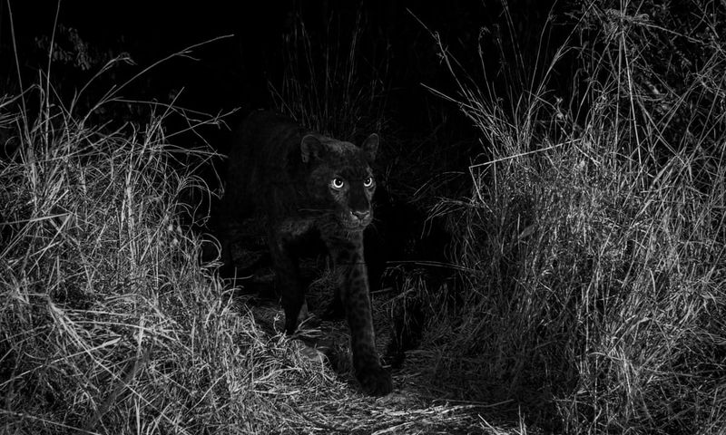 Panther's Night Vision