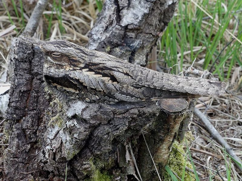 The Secretive Nightjar