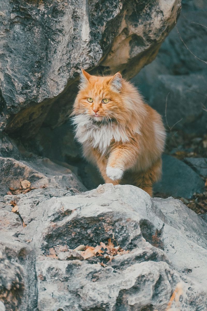 The Maine Coon