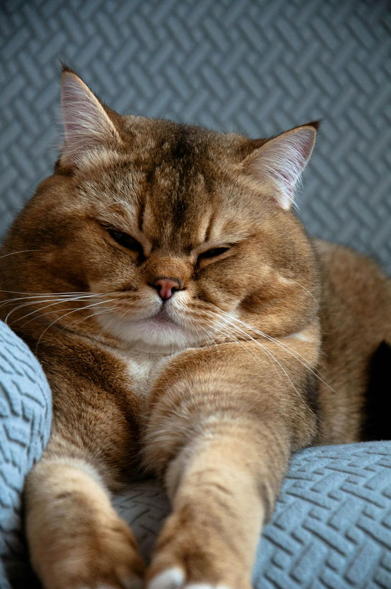The Exotic Shorthair