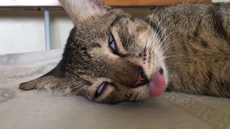 The Half-Open Eyes
