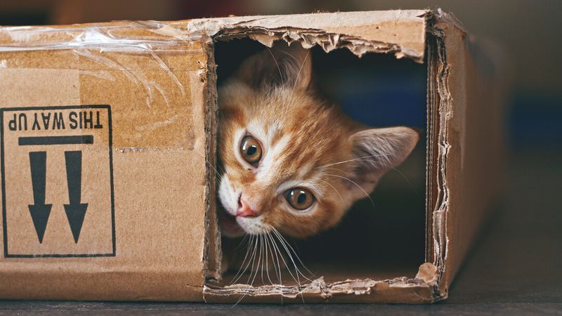The Box Obsession