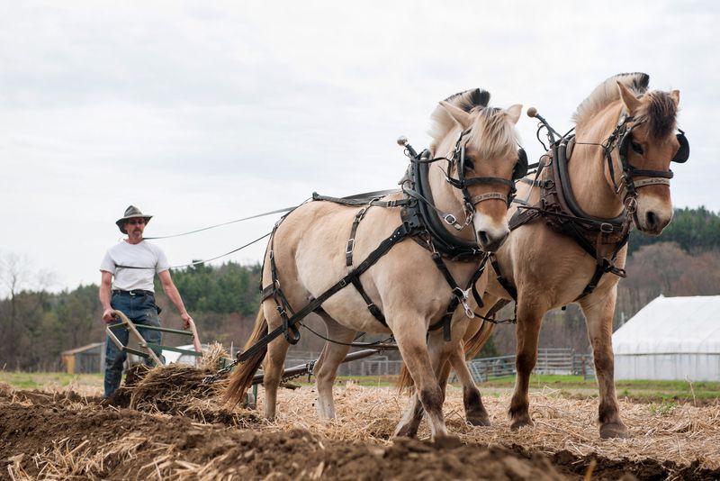 Horses in Agriculture: The Original Workhorse