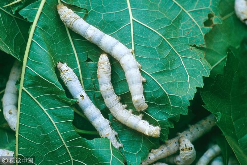 Mulberry Leaves and Silk