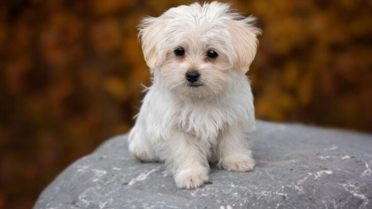 The Smallest Dog on Earth—and 21 Other Breeds That’ll Fit in Your Hand