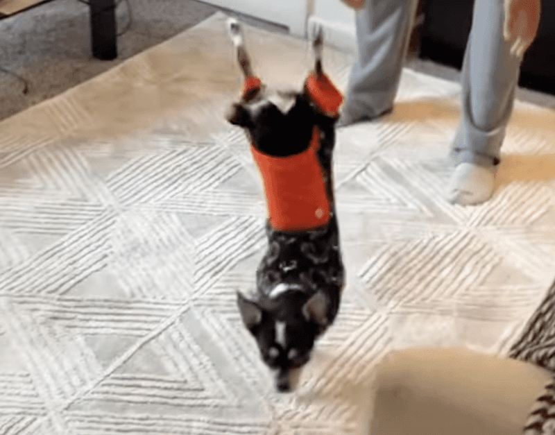 The Handstand