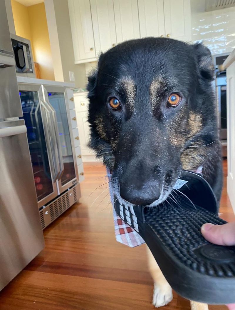 The Fetch My Slippers
