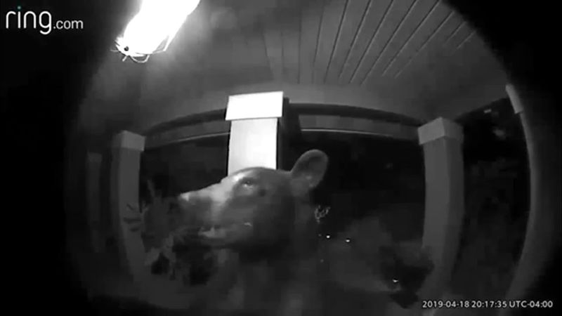 The Bear's Brave Stroll