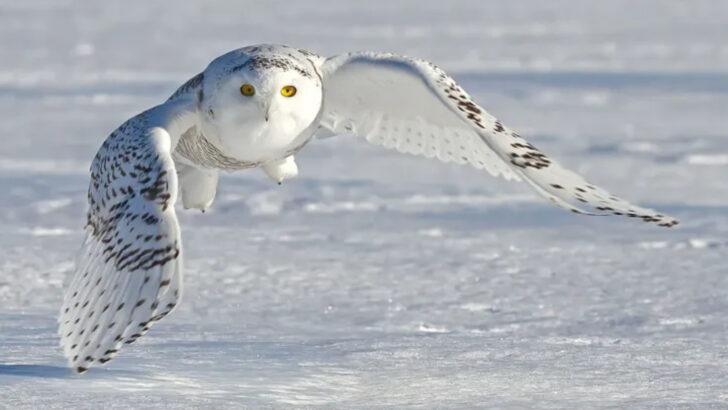 The Snowy Owls of Michigan: Why the Great Lakes Are Their Winter Haven