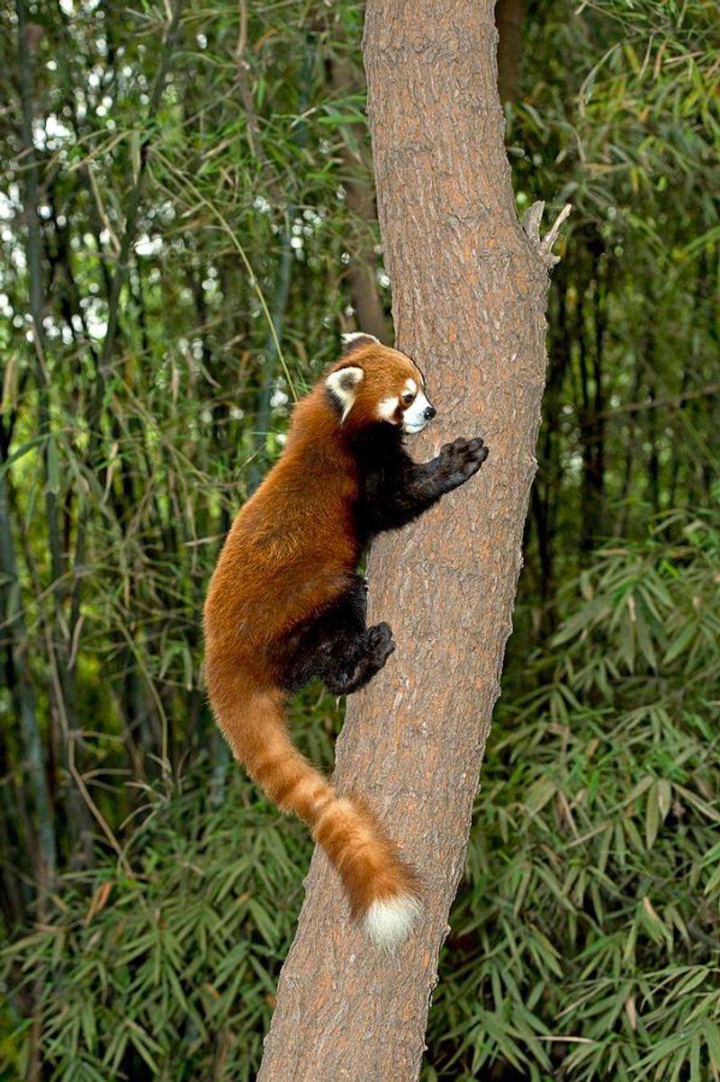 Master Climbers