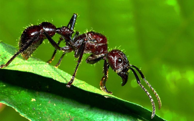 Giant Among Ants