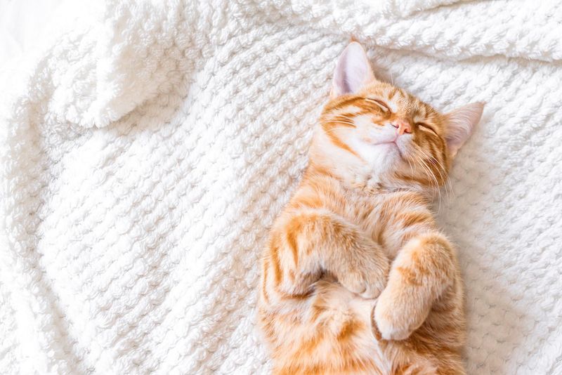 The Nap Connoisseur
