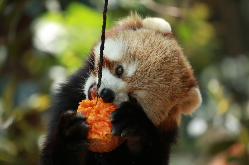 Unique Eating Habits