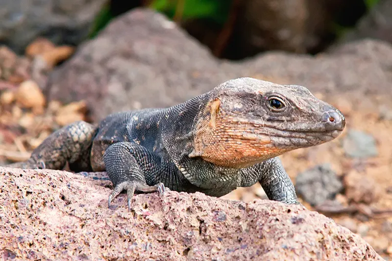 The La Palma Giant Lizard: A Living Relic