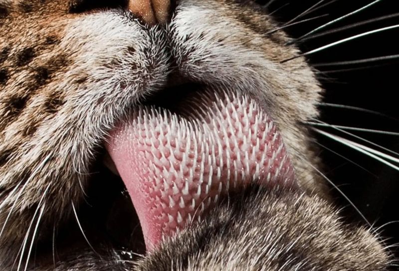 The Tongue's Unique Texture
