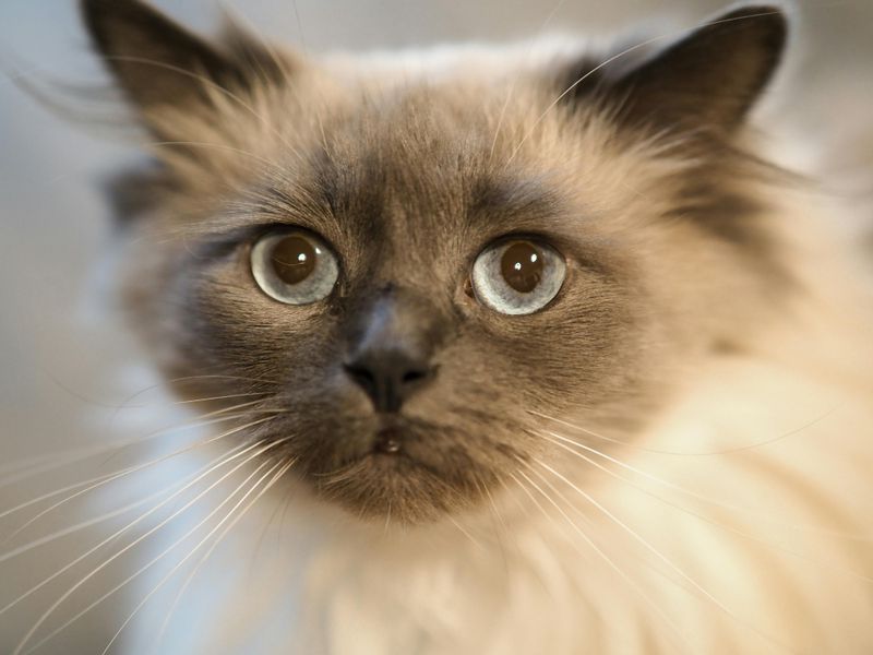 The Birman