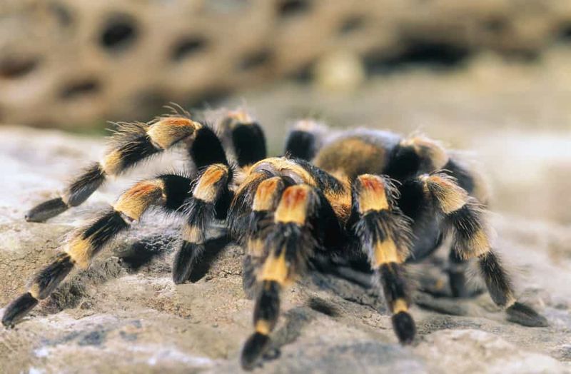 Understanding Tarantula Behavior
