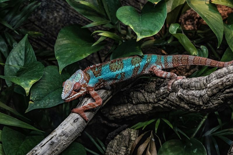The Vanishing Chameleon