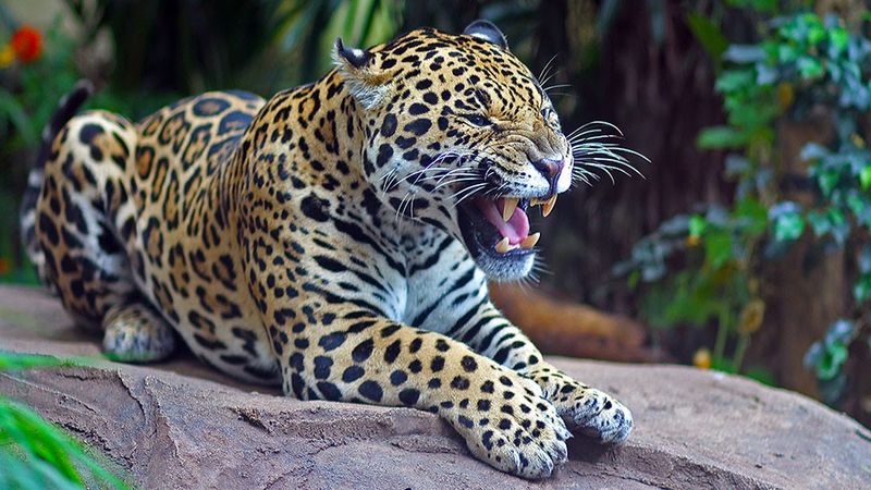 The Amur Leopard