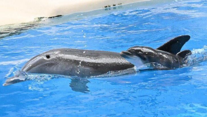 The Viral Dolphin Calf That Stole Hearts—And Tragically Didn’t Survive