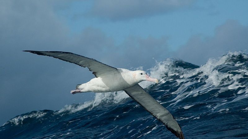 The Wandering Albatross