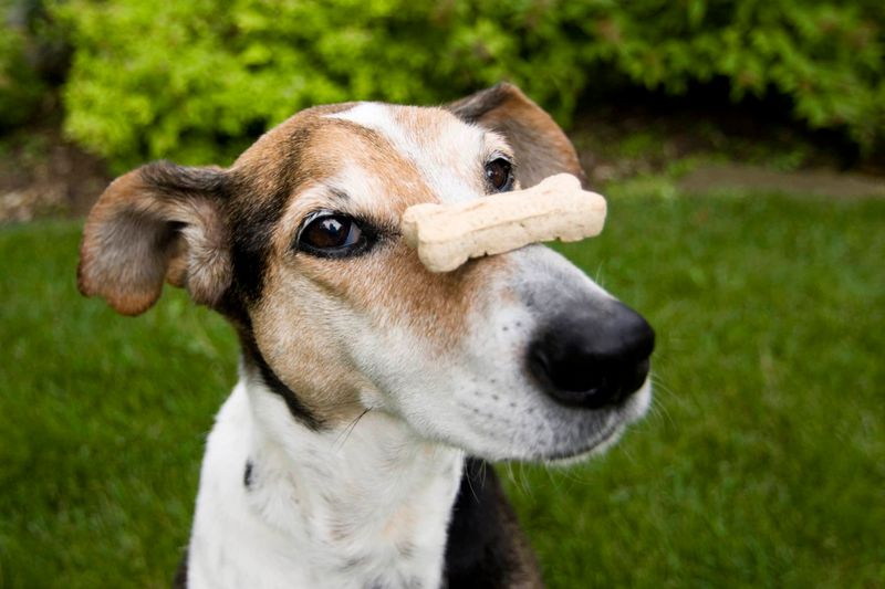 The Balancing Act