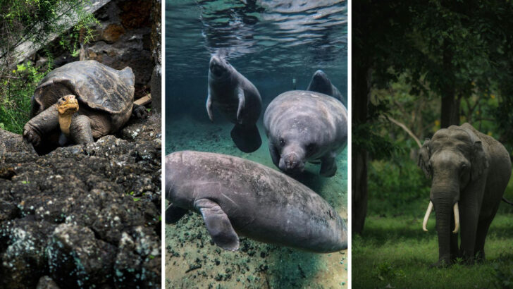 The World’s 14 Oldest Mammals That Are Still Alive