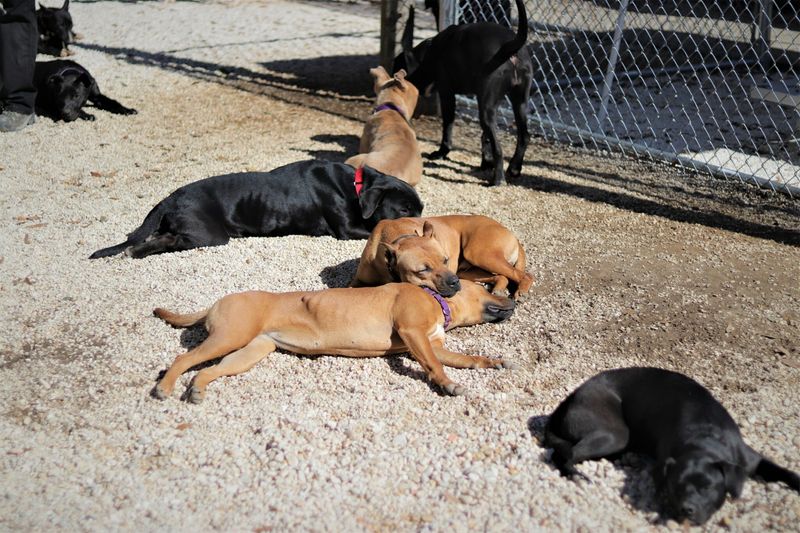 Puppy Play Dates and Socialization