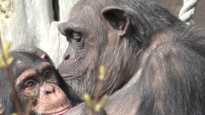 Chimpanzees & Orangutans