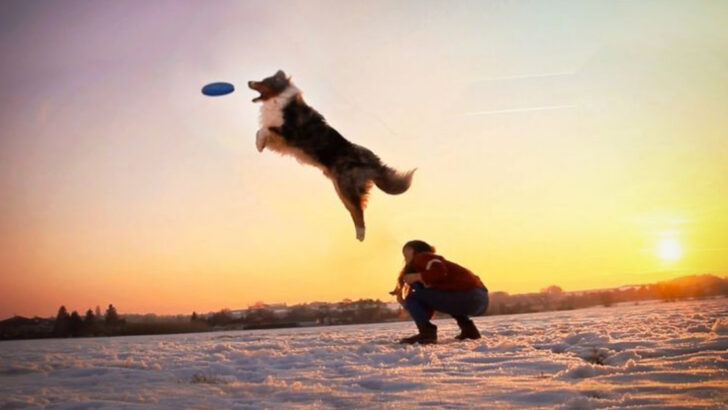 These 11 Dog Breeds Demand All Your Time—And Then Some