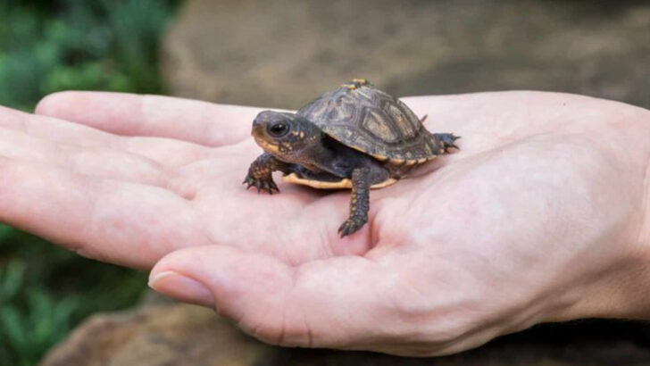 These 12 Common Pets Are Banned in More States Than You’d Think