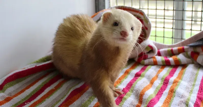 Ferrets