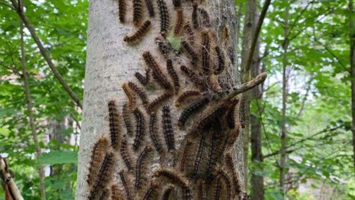 These 12 Invasive Species Are Changing U.S. Ecosystems—And They’re Spreading Fast