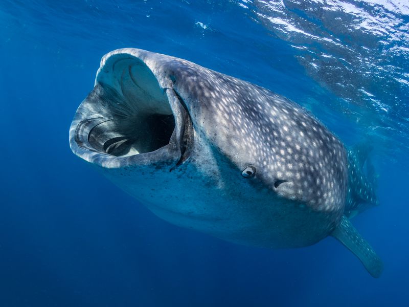 Whale Shark