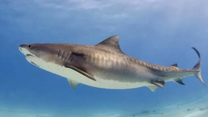These Are the Most Massive Sharks Roaming the Gulf of Mexico