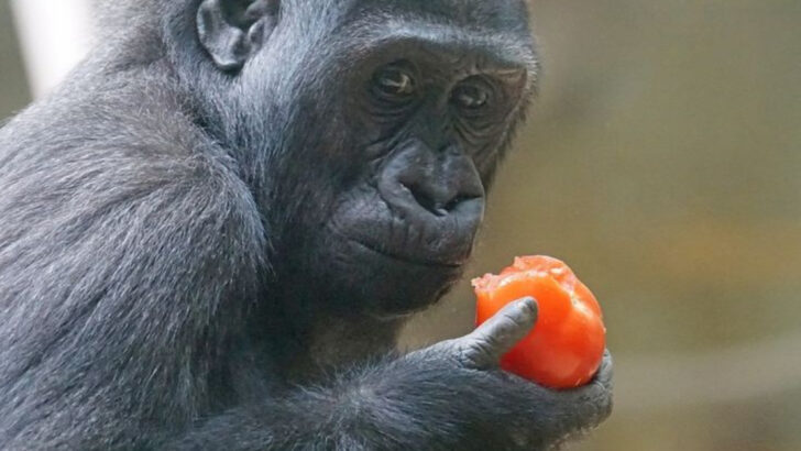 They Can Open Doors?! 10 Animals With Actual Opposable Thumbs