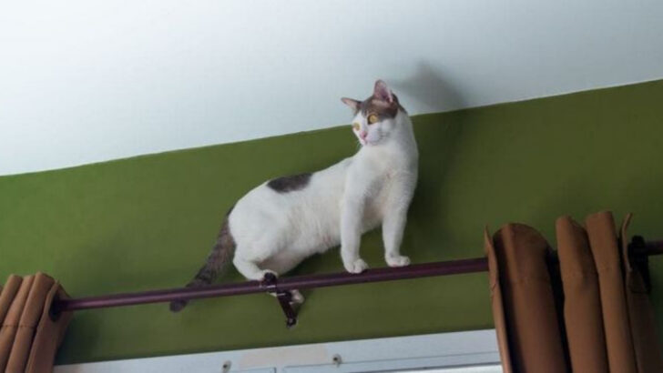 Think You Know Indoor Cats? These 20 Secrets Will Change How You See Them